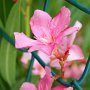 Courtesy: Seema Gupta from Saint Lucia<br />A beauty blooms in my garden....
